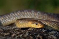 Uzovka stromova - Zamenis longissimus - Aesculapean Snake o2465